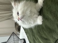 Maviş İran Kedisi Prenses