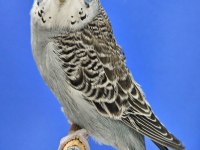 Yeni Yeme Düşen Jumbo Muhabbet Kuşu Bebekler