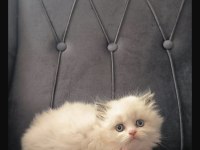 Scottish prenses kedimiz