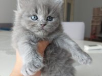 British Shorthair Bebekleri