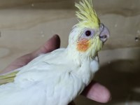 Ücretsiz Sahiplendirme Sultan Papağanımız