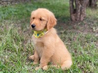 Sevimli Golden Retriever Yavruları