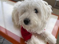 Kıpır Kıpır Maltese