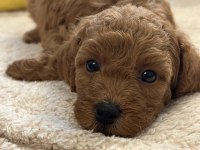 Toy Poodle Yavrusu Köpekler