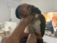 Full Evcil Caique İnsan Ayrımı Yapmaz