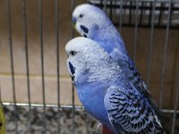 Sağlıklı muhabbet kuşu