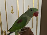 3 Aylık Full Evcil Jumbo Alexander