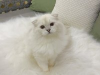 Özel Scottish Fold Erkek