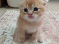 Muhteşem British Shorthair Kediler