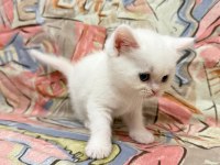 Dişi British Shorthair Tüm Eğitimler Tam