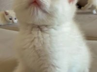 Muhteşem Kan Hattına Sahip British Shorthair Bebeklerim