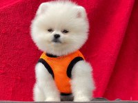 Ayı Surat Pomeranian Boo Yavru