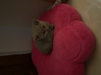 British Shorthair Lilac 3,5 Aylık