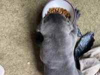 40 Günlük Şecereli Safkan Cane Corso