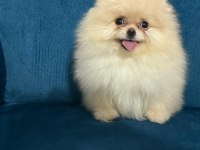 Bize Danışmadan Pomeranian Almayın