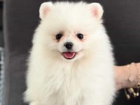 3 aylık dişi pomeranian