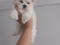 Teacup Kore Maltese