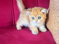 Safkan British Shorthair Golden Bebekler