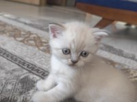 British yavrularımız yeni yuvalarına gitmeye hazırlar