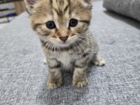 Ücretsiz sahiplendirme kedimiz