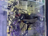 Safkan Albino Full Red Moscow Blue Lepistes