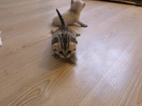 British Shorthair Yavrularımız Hazır