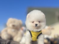 Ayı Surat Pomeranian Boo Yavrular