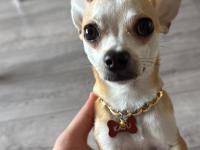 Şivava oğlumuz kaju yeni yuvasını arıyor