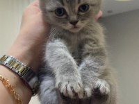 2 aylık scottish straight bebek