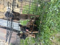 A Kalite Belçika Kurdu Bebekler