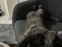 British Shorthair 2 Yaşında