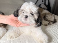 3 Tane Shih Tzu Yavruları