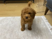 Aşıları tam 80 günlük toy poodle