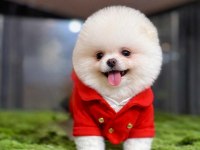 Teacup Boy Teddy Bear Garantili Pomeranian Yavrularım