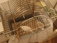 Muhabbet Kuşu Yavrularımız