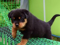 Irk garantili macar rottweiler yavrular