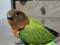 4 Ve 5 Şubat Yumurta Çıkışlı Sevda Papağanı