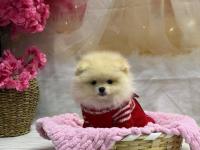 2 Aylık 2 Dişi Ve 1 Erkek Pomeranian