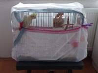 2 yaşında erkek konuşan sultan papağanı