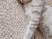 Scottish Fold Dişi