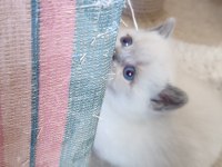 Erkek Ve Dişi Blue Point British Shorthair Bebekler