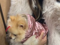 1,5 yaşında dişi pomeranian