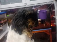 Prehistoricpets Garantisi İle Guinea Pig