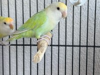 Sevda Papağanımız