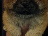 Chow chow (çin aslanı) yavrular