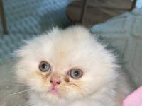 Dişi İran Persian 1.5 Aylık