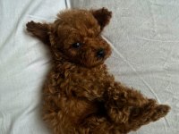 Kore Kan Redbrown Poodle Bebekler