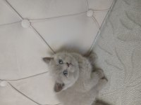 Son Kalan Safkan Orjinal Dişi British Shorthair Yavrum