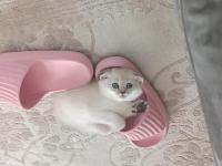 Scottish fold mavişimize yuva arıyoruz