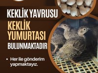 Keklik palazı ve kuluçkalık keklik yumurtası